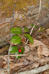 Eastern teaberry <BR>Wintergreen